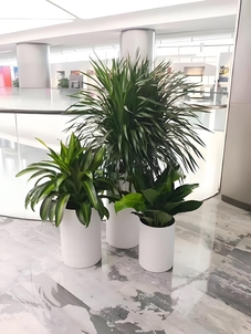 杭州湾花木租赁方案